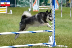 Read more about the article Alaskan Klee Kai hodowcy i szczenięta w Szlezwik-Holsztyn