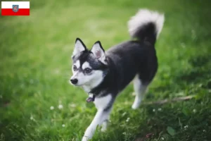Read more about the article Alaskan Klee Kai hodowca i szczenięta w Turyngia