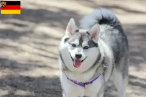 Read more about the article Alaskan Klee Kai hodowcy i szczenięta w Nadrenia-Palatynat