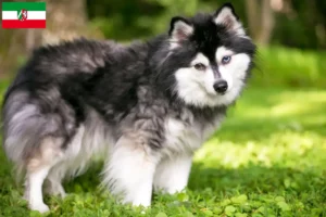 Read more about the article Alaskan Klee Kai hodowcy i szczenięta w Nadrenia Północna-Westfalia