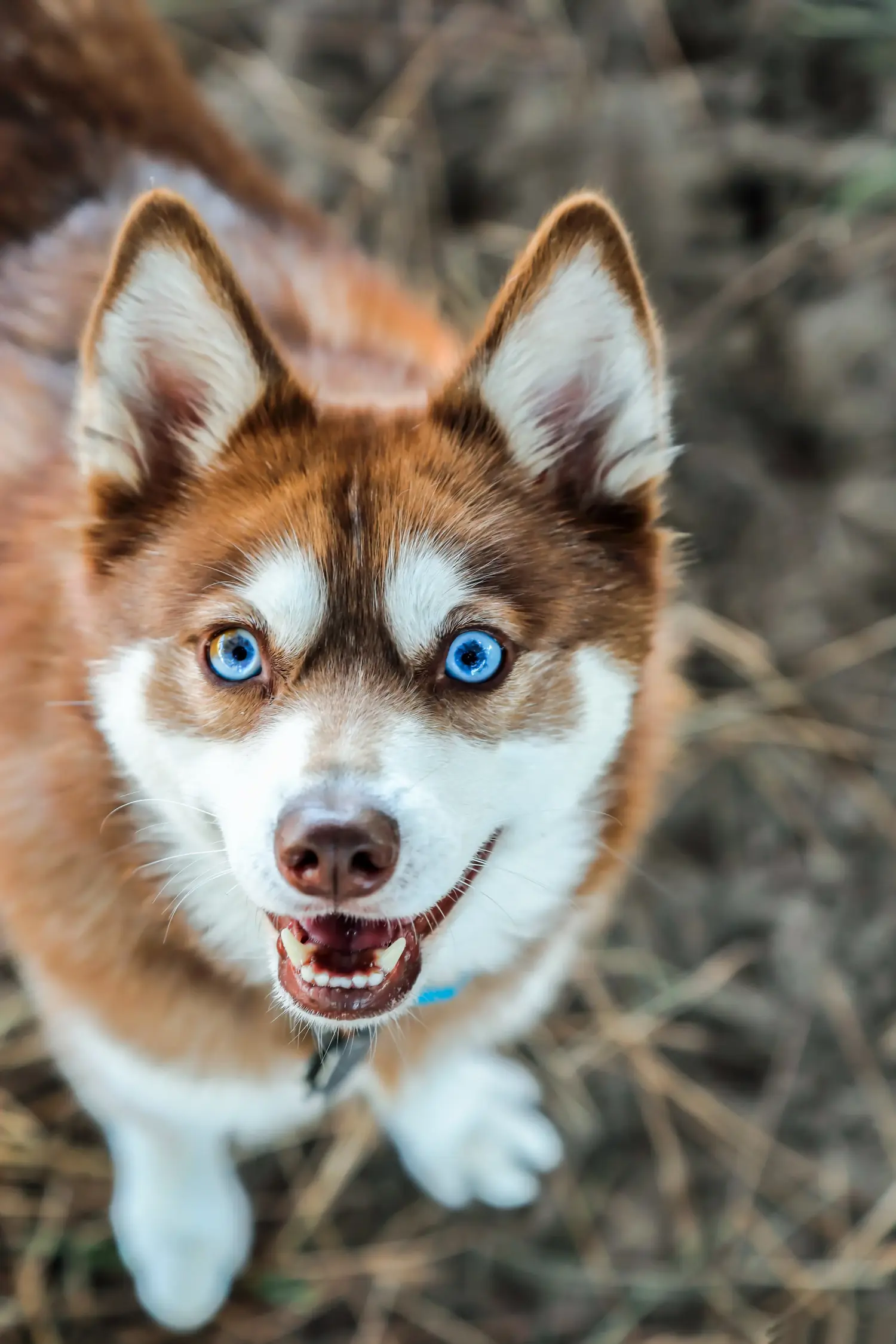 Zakup szczeniaka rasy Alaskan Klee Kai oznacza wzięcie na siebie odpowiedzialności! Kup szczenięta rasy Alaskan Klee Kai.