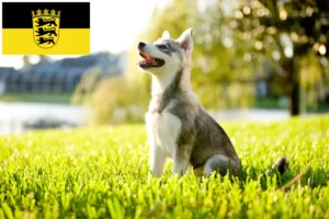 Read more about the article Alaskan Klee Kai hodowcy i szczenięta w Badenia-Wirtembergia