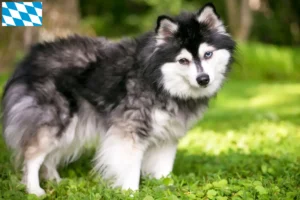 Read more about the article Alaskan Klee Kai hodowca i szczenięta w Bawaria