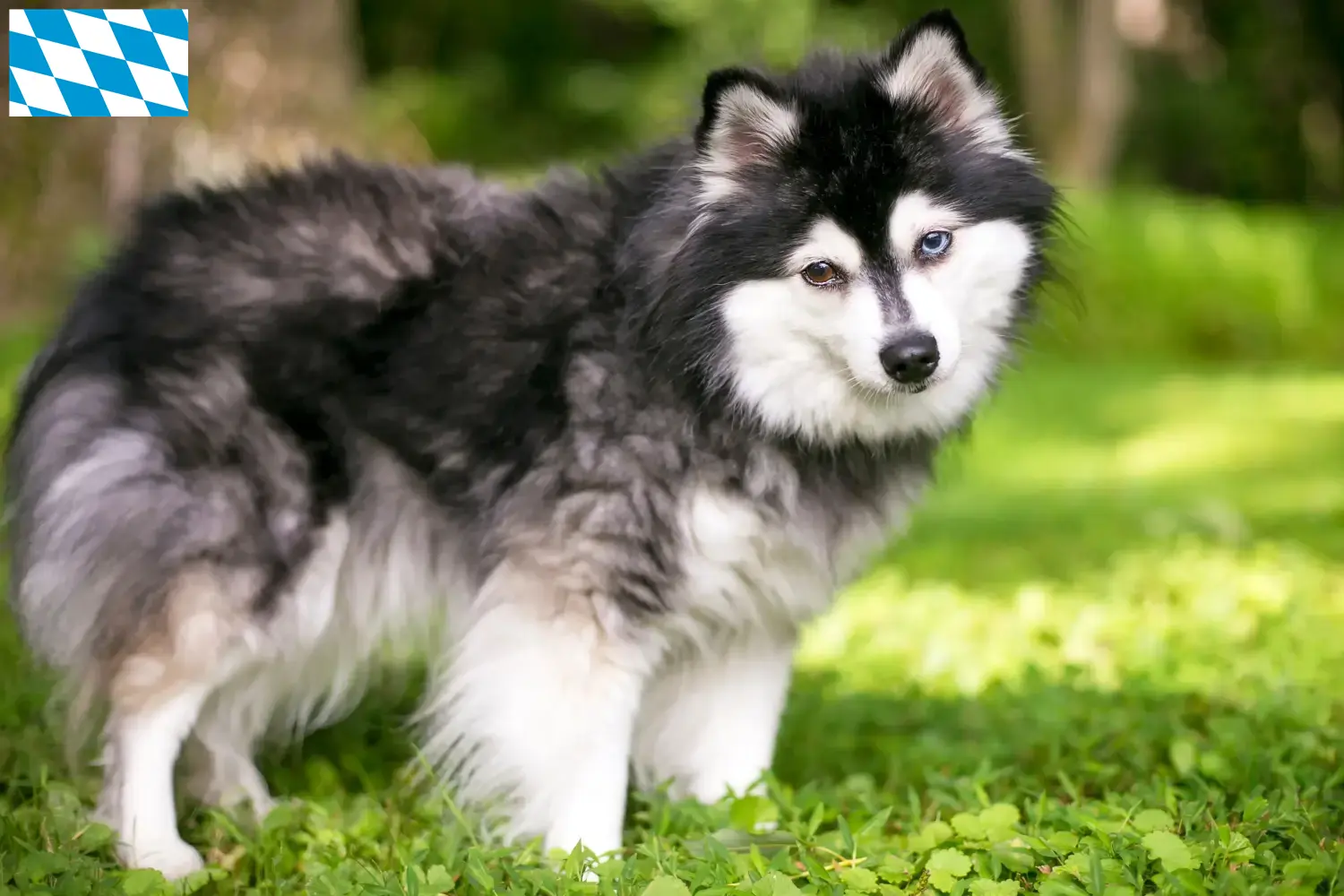 Read more about the article Alaskan Klee Kai hodowca i szczenięta w Bawaria