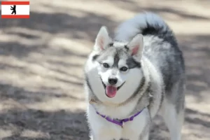 Read more about the article Alaskan Klee Kai hodowca i szczenięta w Berlin