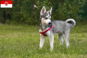 Read more about the article Alaskan Klee Kai hodowca i szczenięta w Brandenburgia