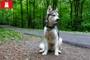 Read more about the article Alaskan Klee Kai hodowca i szczenięta w Hamburg