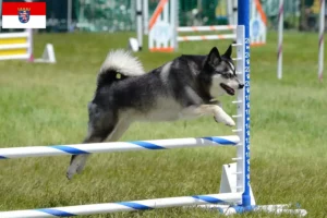 Read more about the article Alaskan Klee Kai hodowca i szczenięta w Hesja
