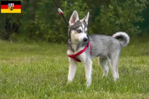 Read more about the article Alaskan Klee Kai hodowca i szczenięta w Kraj Saary