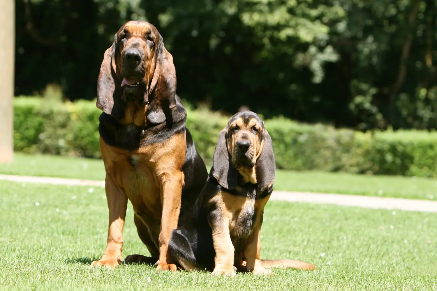 Zakup szczeniaka rasy Bloodhound oznacza wzięcie na siebie odpowiedzialności! Kup szczenięta rasy Bloodhound.