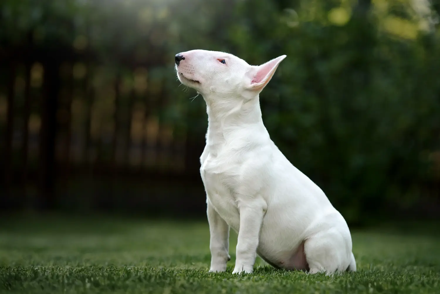 Kupno szczeniaka bull teriera oznacza wzięcie na siebie odpowiedzialności! Kup szczenięta Bull Terrier.