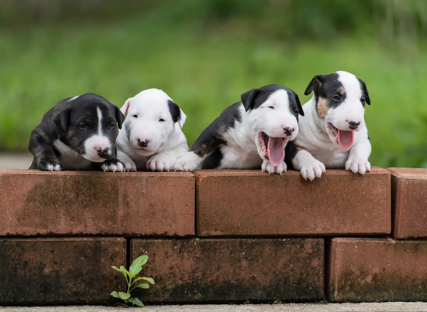 Kupno szczeniaka bull teriera oznacza wzięcie na siebie odpowiedzialności! Kup szczenięta Bull Terrier.