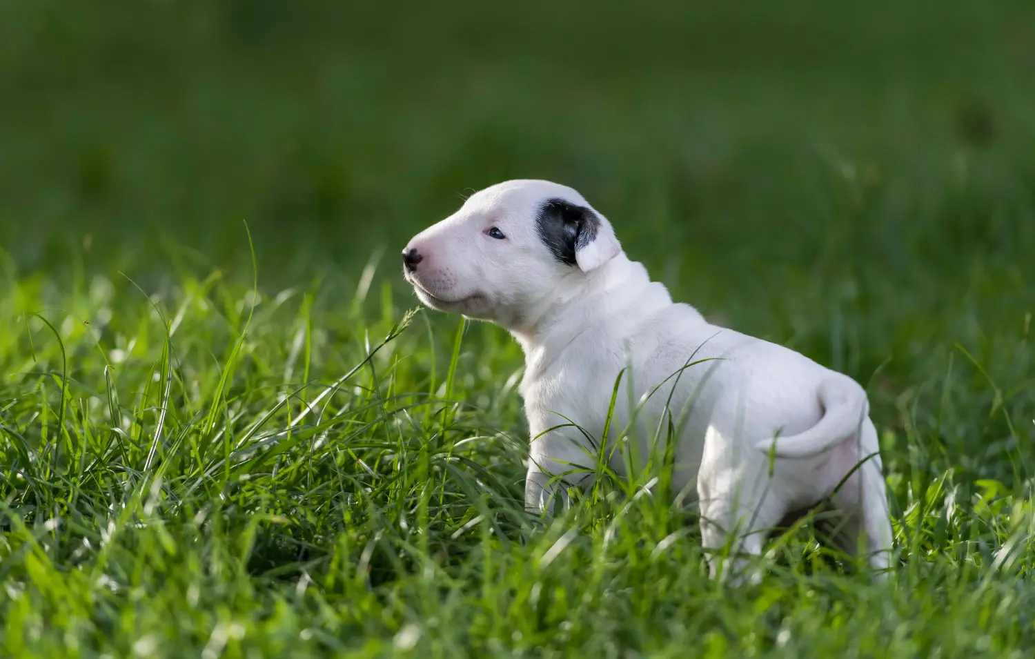 Kupno szczeniaka bull teriera oznacza wzięcie na siebie odpowiedzialności! Kup szczenięta Bull Terrier.