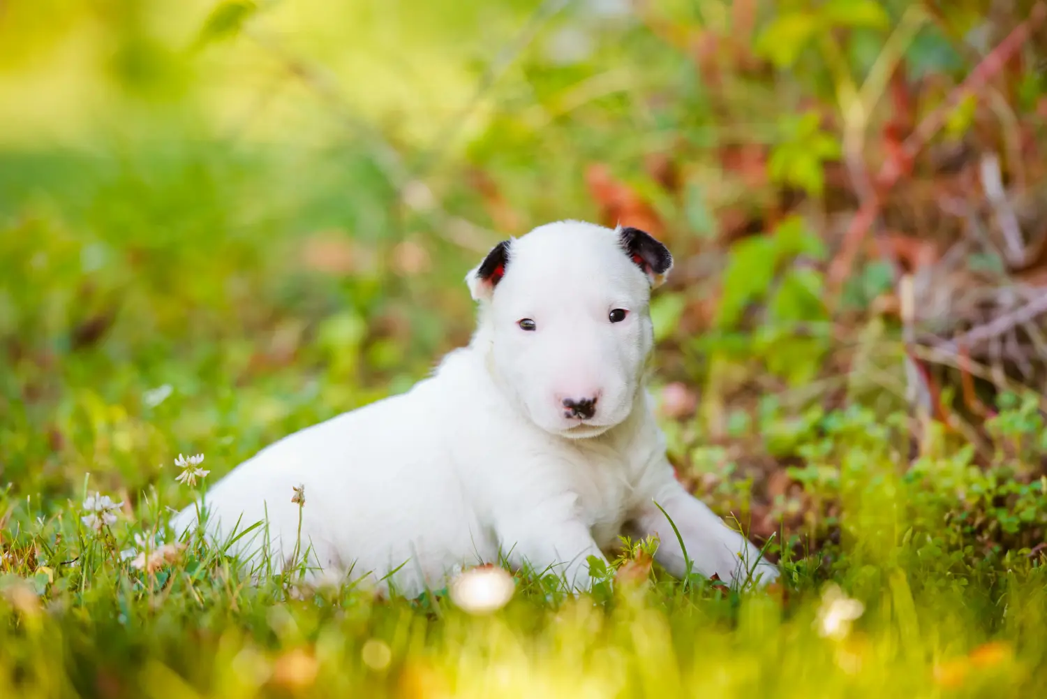 Kupno szczeniaka bull teriera oznacza wzięcie na siebie odpowiedzialności! Kup szczenięta Bull Terrier.