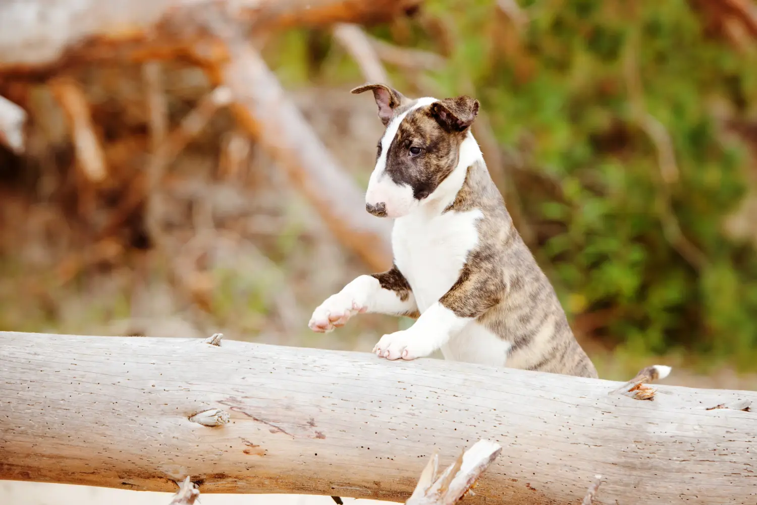 Kupno szczeniaka bull teriera oznacza wzięcie na siebie odpowiedzialności! Kup szczenięta Bull Terrier.