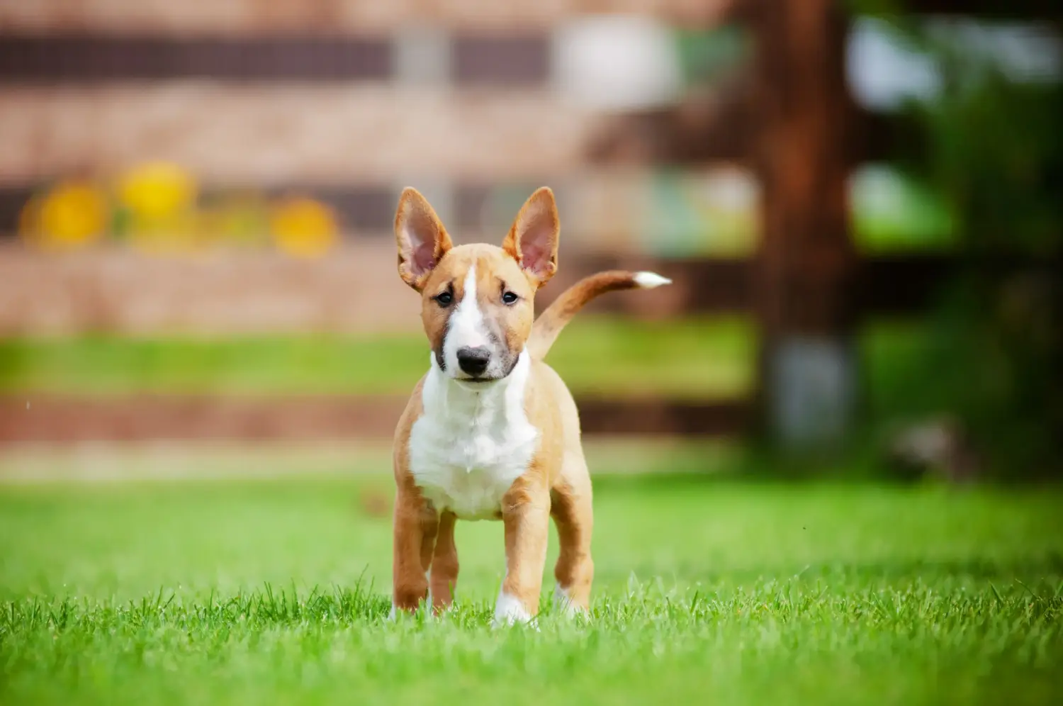 Kupno szczeniaka bull teriera oznacza wzięcie na siebie odpowiedzialności! Kup szczenięta Bull Terrier.