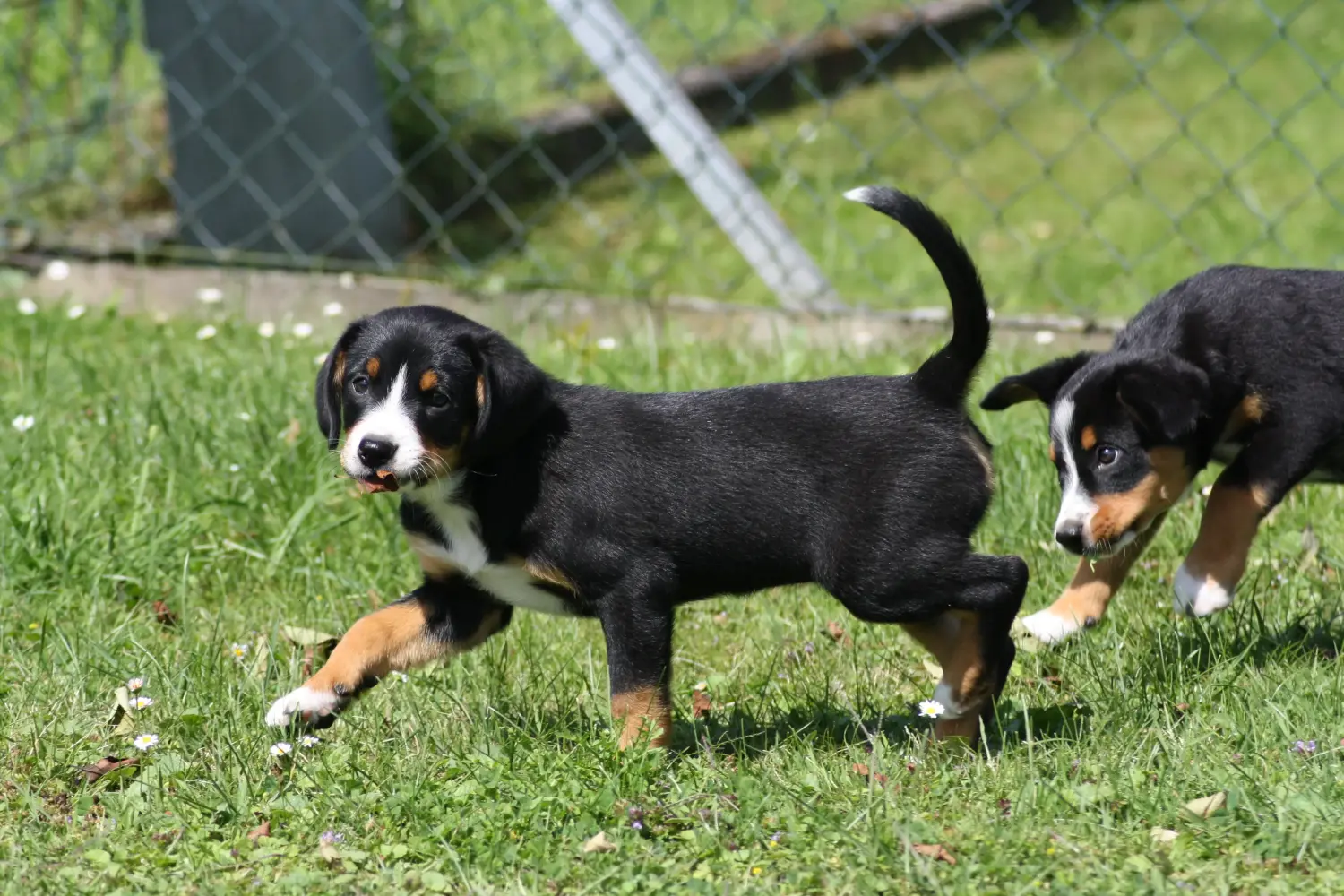 Zakup szczeniaka Entlebuch Mountain Dog oznacza wzięcie odpowiedzialności! Kup szczenięta Entlebuch Mountain Dog.
