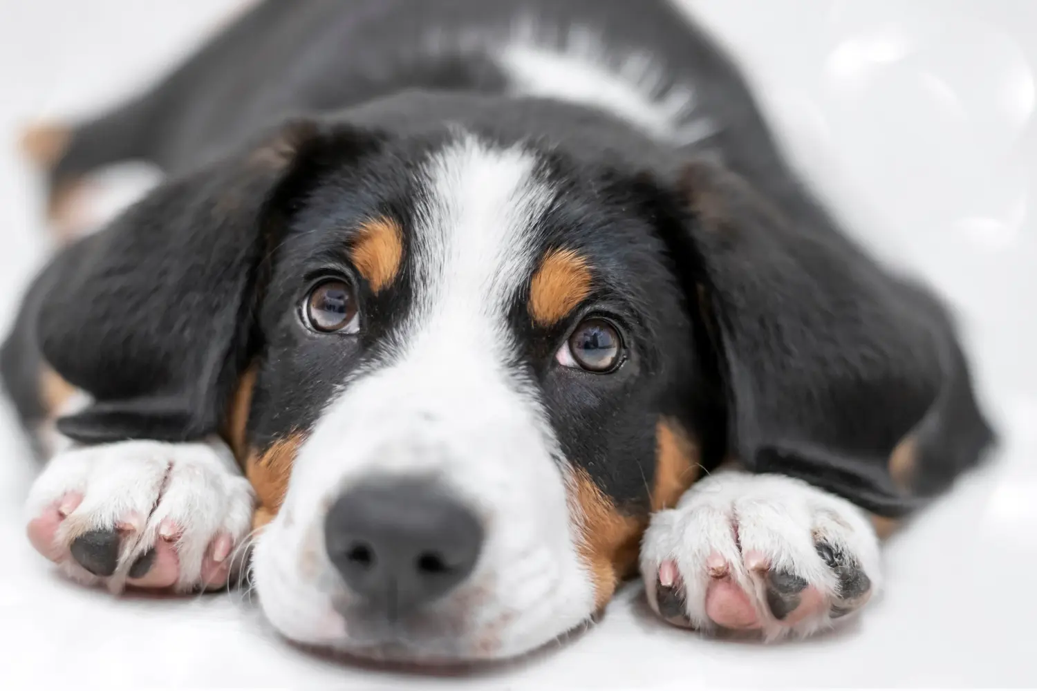 Zakup szczeniaka Entlebuch Mountain Dog oznacza wzięcie odpowiedzialności! Kup szczenięta Entlebuch Mountain Dog.
