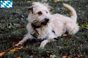 Read more about the article Hodowcy i szczenięta Irish Glen of Imaal Terrier w Bawaria