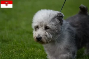 Read more about the article Hodowcy i szczenięta Irish Glen of Imaal Terrier w Brandenburgia