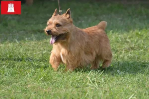 Read more about the article Hodowcy i szczenięta Irish Glen of Imaal Terrier w Hamburg