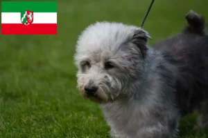 Read more about the article Hodowcy i szczenięta Irish Glen of Imaal Terrier w Nadrenia Północna-Westfalia