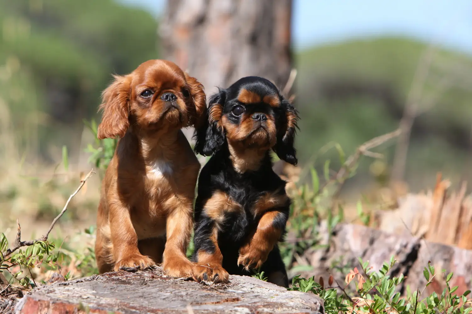 Kupno szczeniaka rasy King Charles Spaniel oznacza wzięcie na siebie odpowiedzialności! Kup szczenięta King Charles Spaniel.