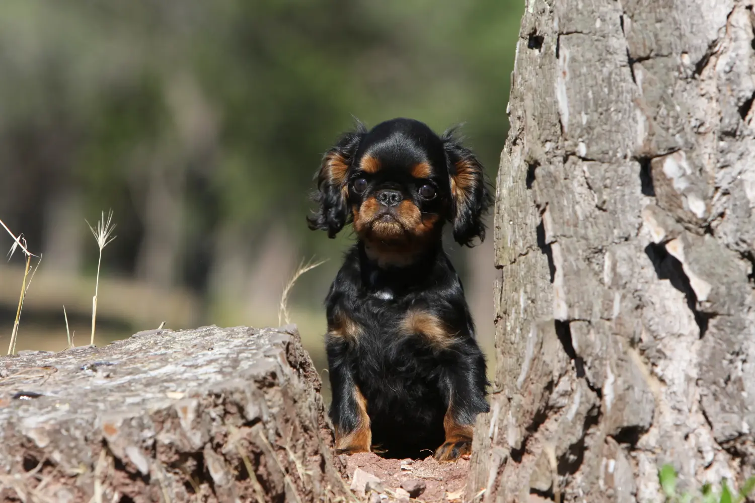 Kupno szczeniaka rasy King Charles Spaniel oznacza wzięcie na siebie odpowiedzialności! Kup szczenięta King Charles Spaniel.