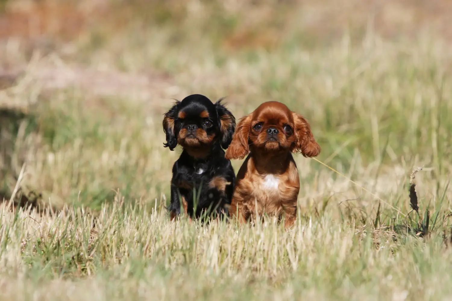 Kupno szczeniaka rasy King Charles Spaniel oznacza wzięcie na siebie odpowiedzialności! Kup szczenięta King Charles Spaniel.