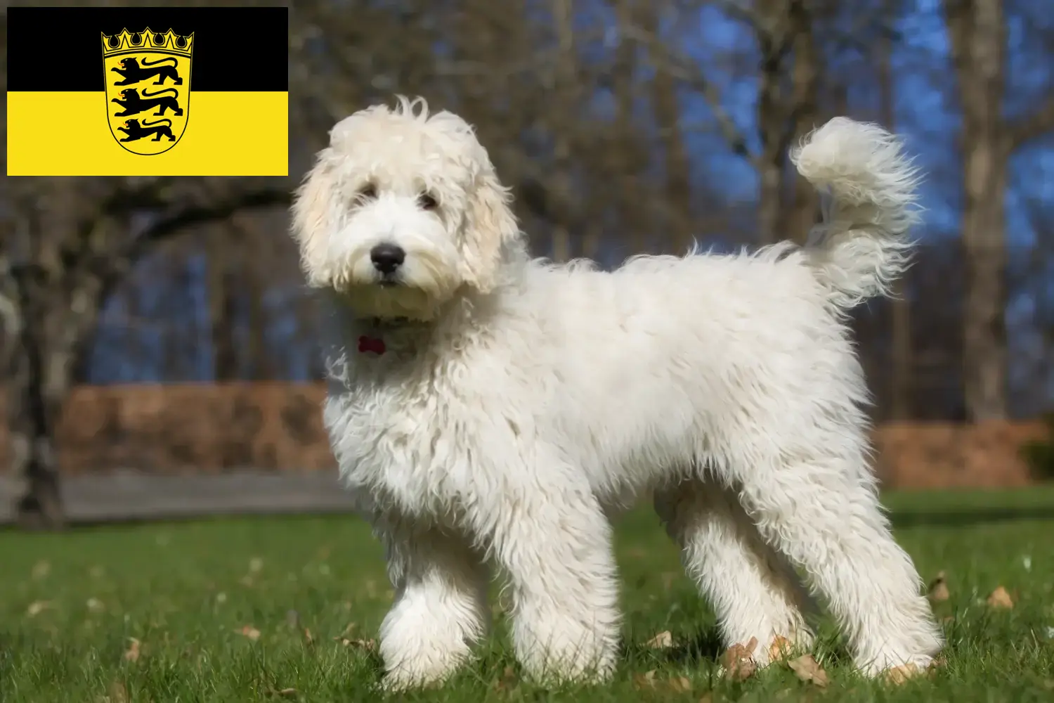 Labradoodle szczenięta i hodowcy Badenia-Wirtembergia Tutaj znajdziesz hodowców rasy Labradoodles w Badenia-Wirtembergia.