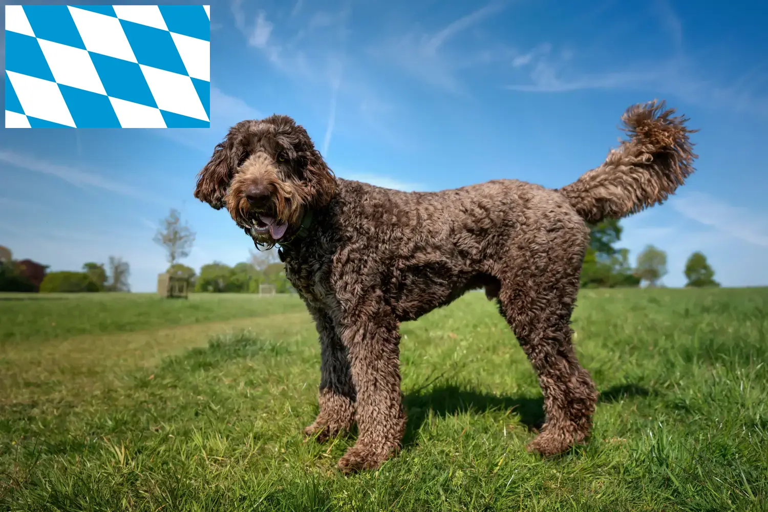 Labradoodle szczenięta i hodowcy Bawaria Tutaj znajdziesz hodowców rasy Labradoodles w Bawaria.