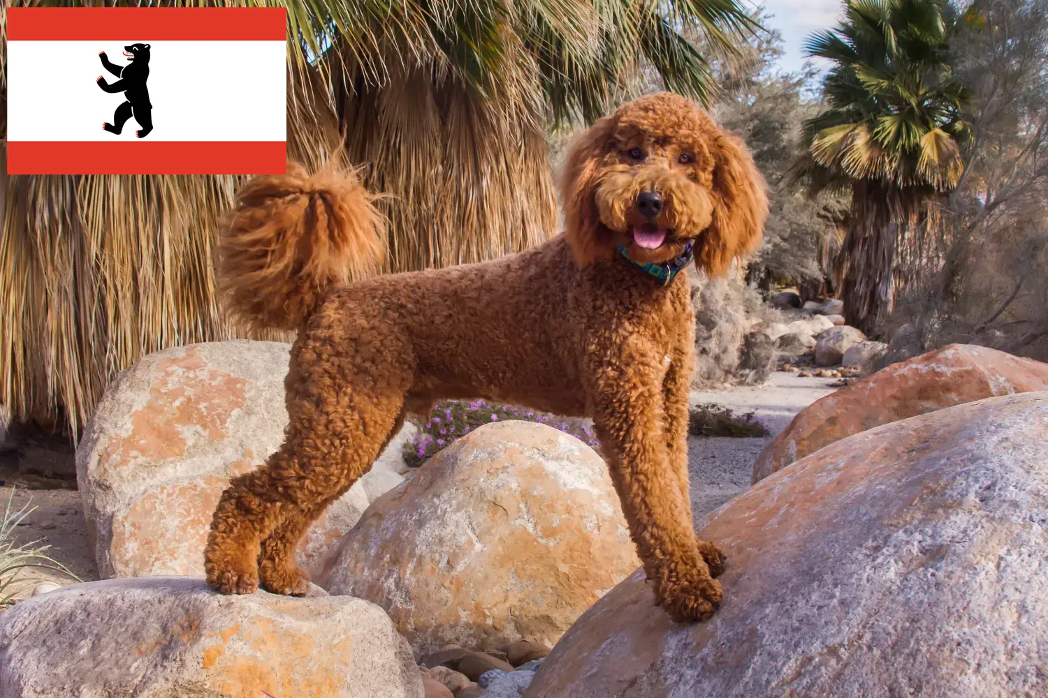 Labradoodle szczenięta i hodowcy Berlin Tutaj znajdziesz hodowców rasy Labradoodles w Berlin.