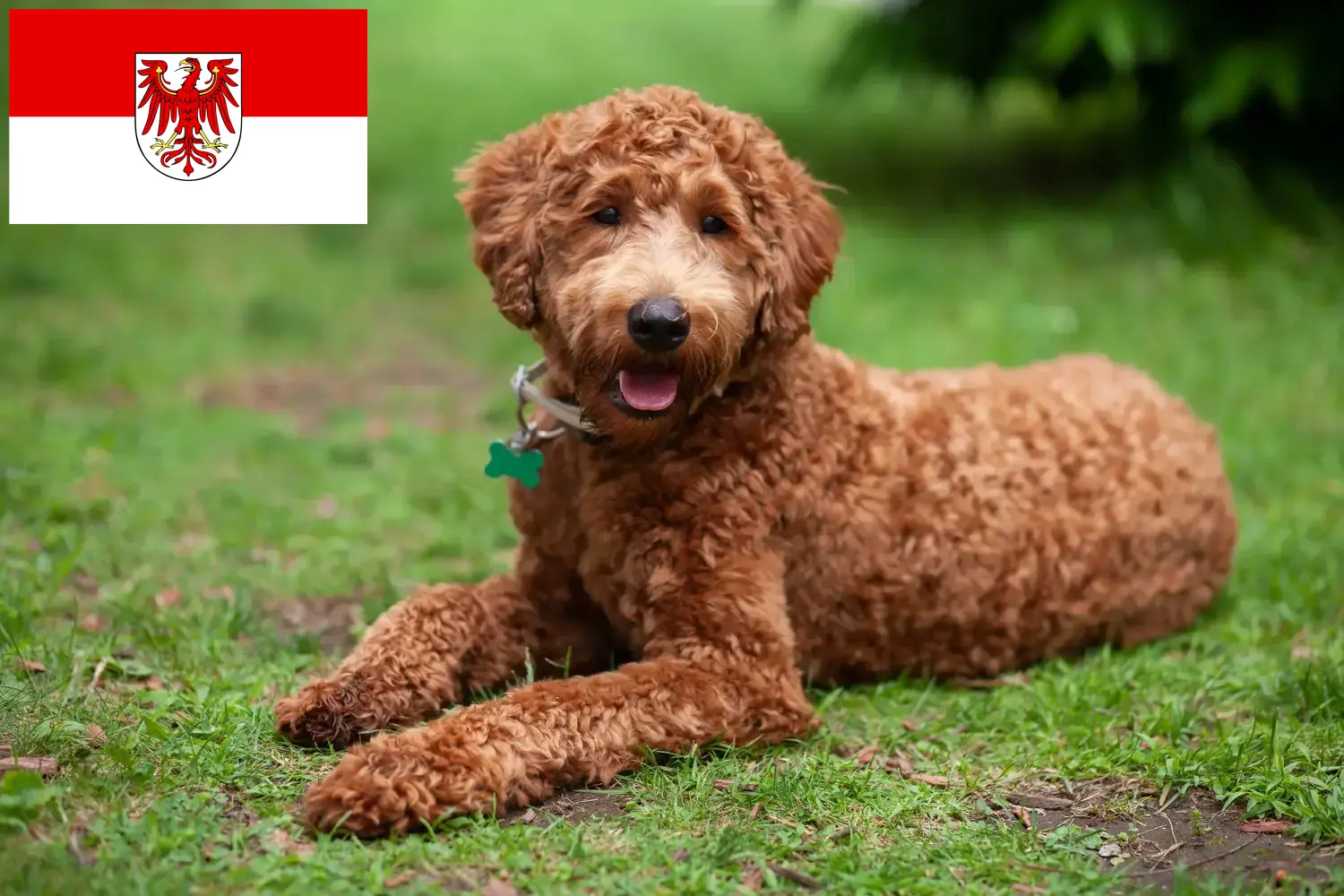 Labradoodle szczenięta i hodowcy Brandenburgia Tutaj znajdziesz hodowców rasy Labradoodles w Brandenburgia.