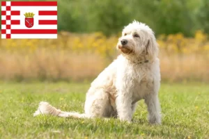 Read more about the article Hodowcy i szczenięta labradoodle w Brema