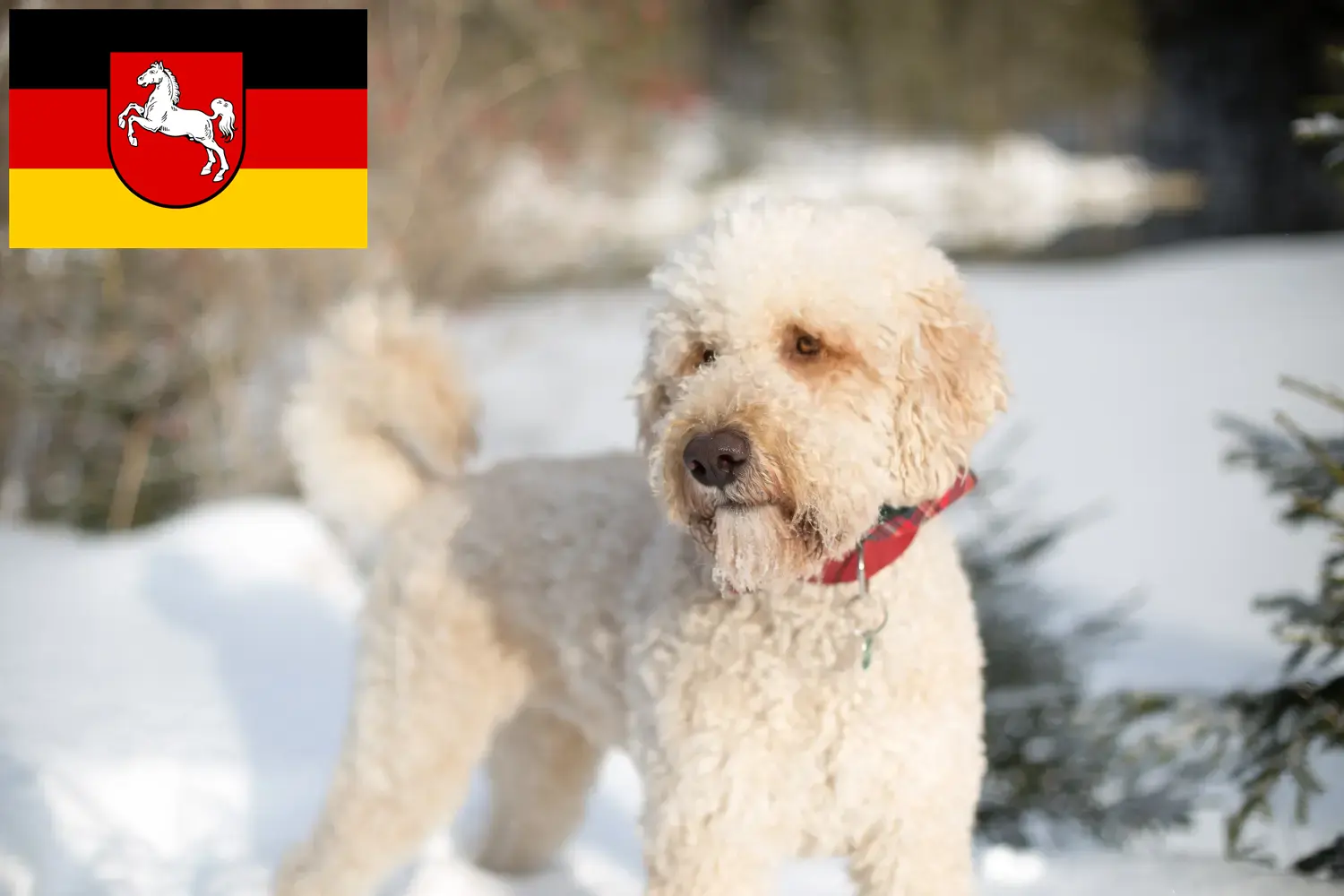 Labradoodle szczenięta i hodowcy Dolna Saksonia Tutaj znajdziesz hodowców rasy Labradoodles w Dolna Saksonia.
