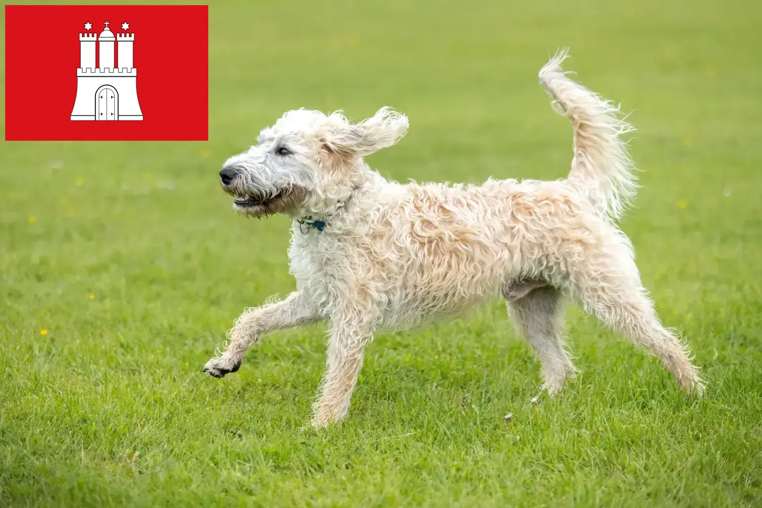 Labradoodle szczenięta i hodowcy Hamburg Tutaj znajdziesz hodowców rasy Labradoodles w Hamburg.