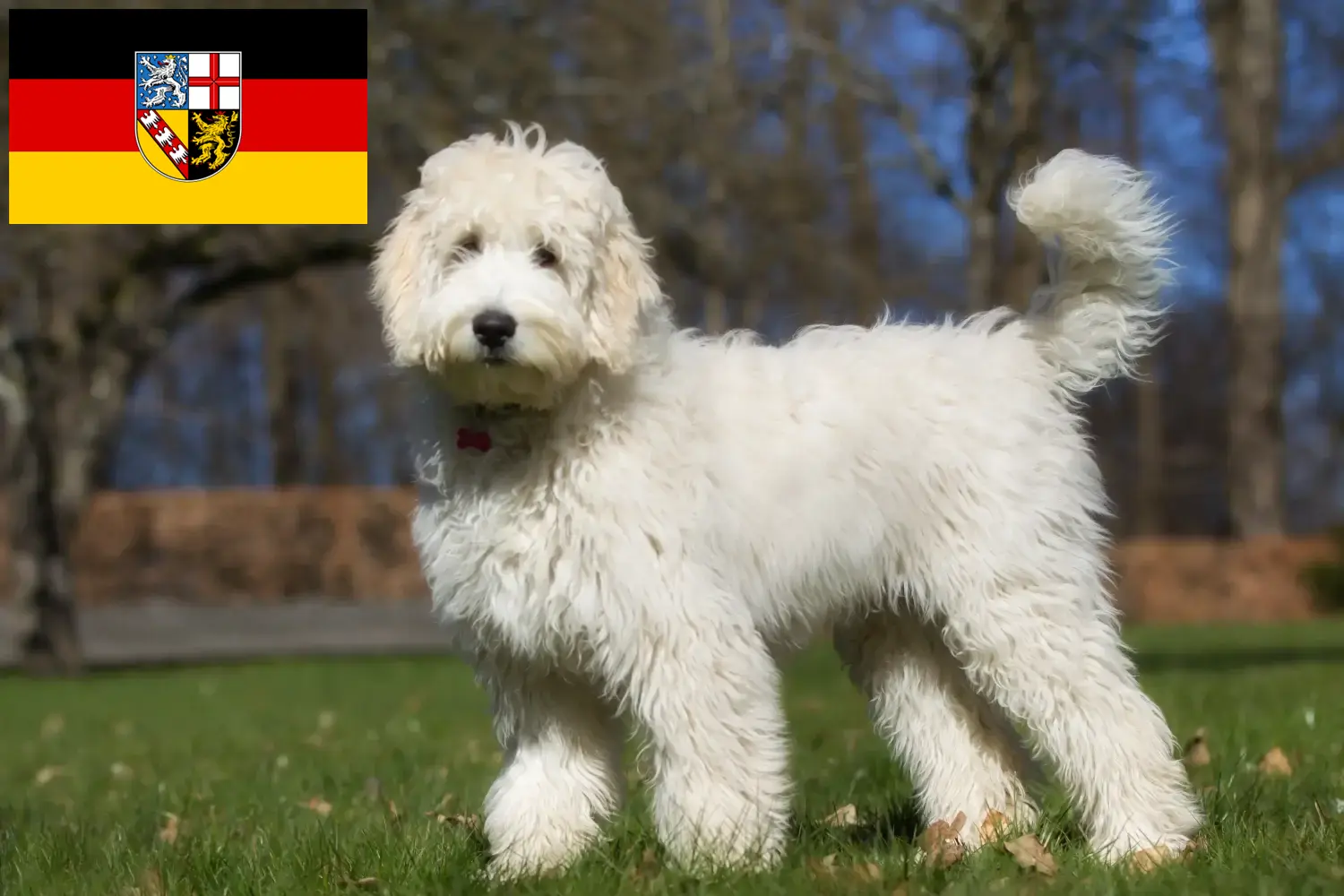 Labradoodle szczenięta i hodowcy Kraj Saary Tutaj znajdziesz hodowców rasy Labradoodles w Kraj Saary.