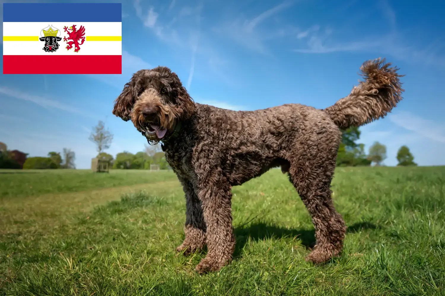 Labradoodle szczenięta i hodowcy Meklemburgia-Pomorze Przednie Tutaj znajdą Państwo hodowców Labradoodles w Mecklenburg-Vorpommern.