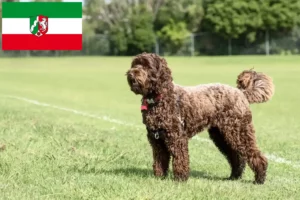 Read more about the article Hodowcy i szczenięta Labradoodle w Nadrenia Północna-Westfalia