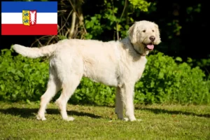 Read more about the article Hodowcy i szczenięta Labradoodle w Szlezwik-Holsztyn
