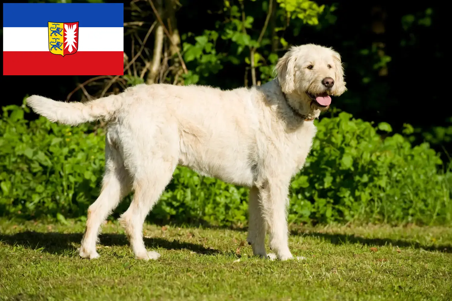 Read more about the article Hodowcy i szczenięta Labradoodle w Szlezwik-Holsztyn