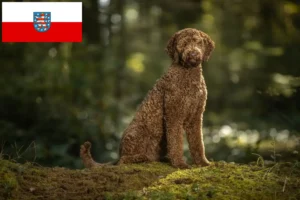 Read more about the article Hodowcy i szczenięta labradoodle w Turyngia