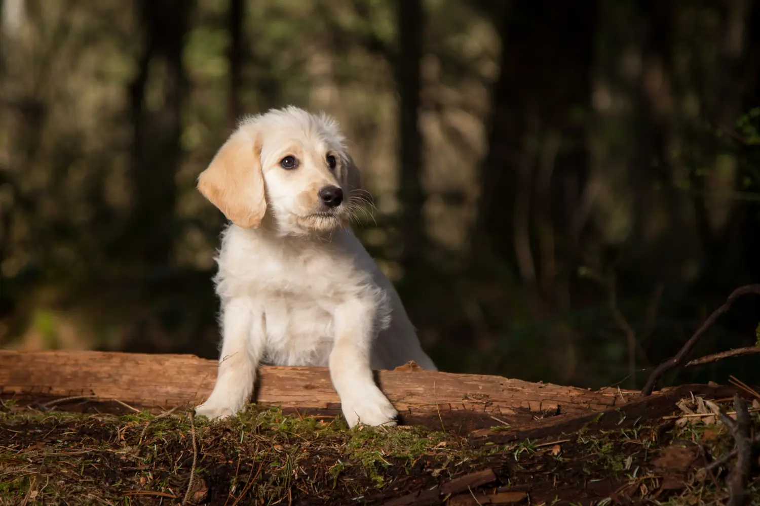 Kupno szczeniaka Labradoodle oznacza wzięcie na siebie odpowiedzialności! Kup szczenięta Labradoodle.
