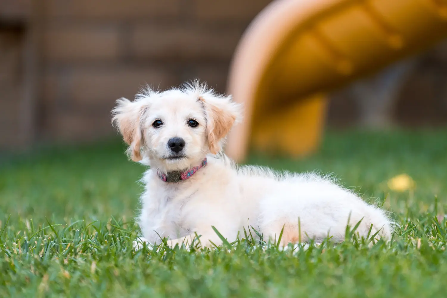 Kupno szczeniaka Labradoodle oznacza wzięcie na siebie odpowiedzialności! Kup szczenięta Labradoodle.