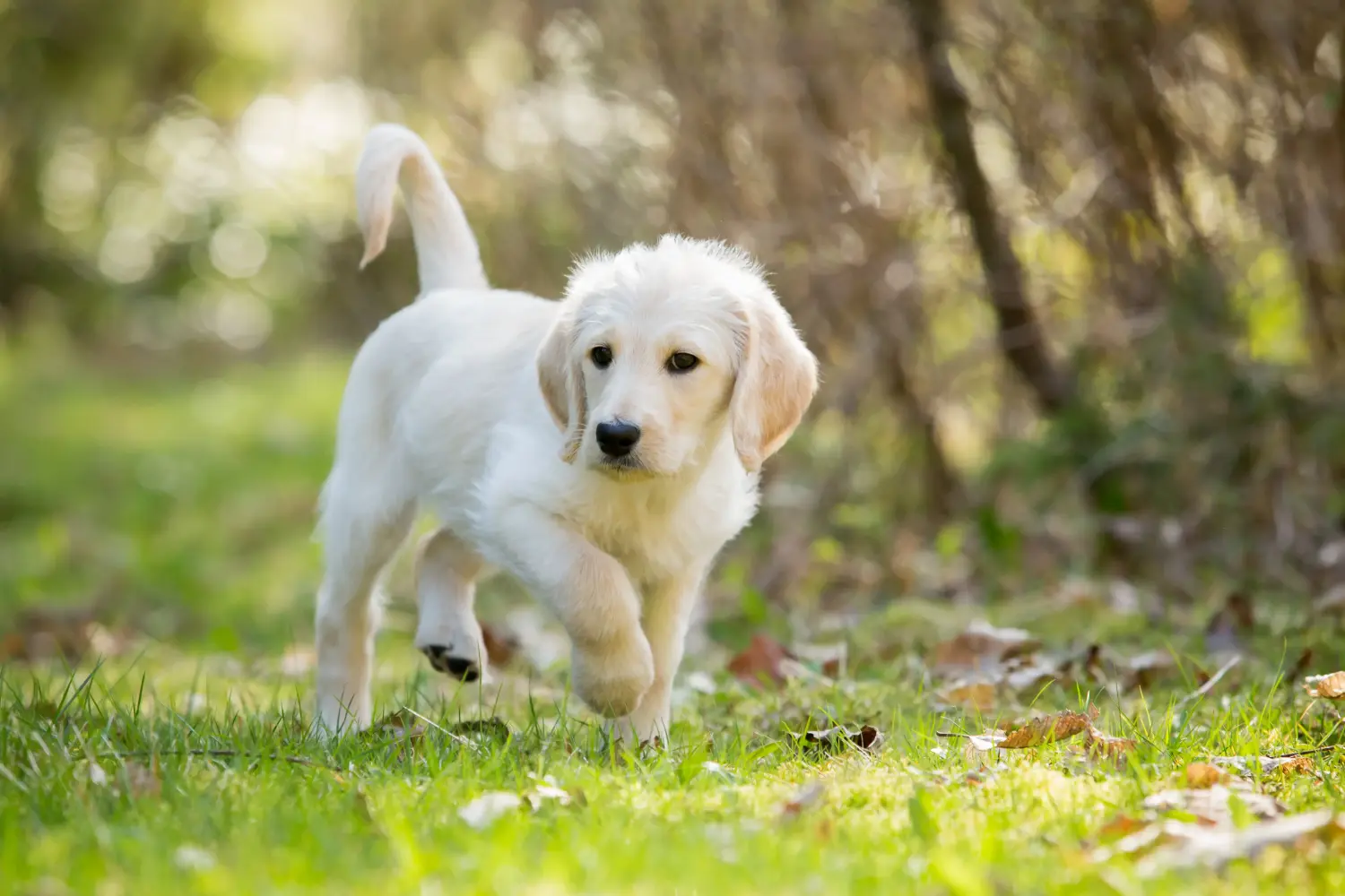 Kupno szczeniaka Labradoodle oznacza wzięcie na siebie odpowiedzialności! Kup szczenięta Labradoodle.