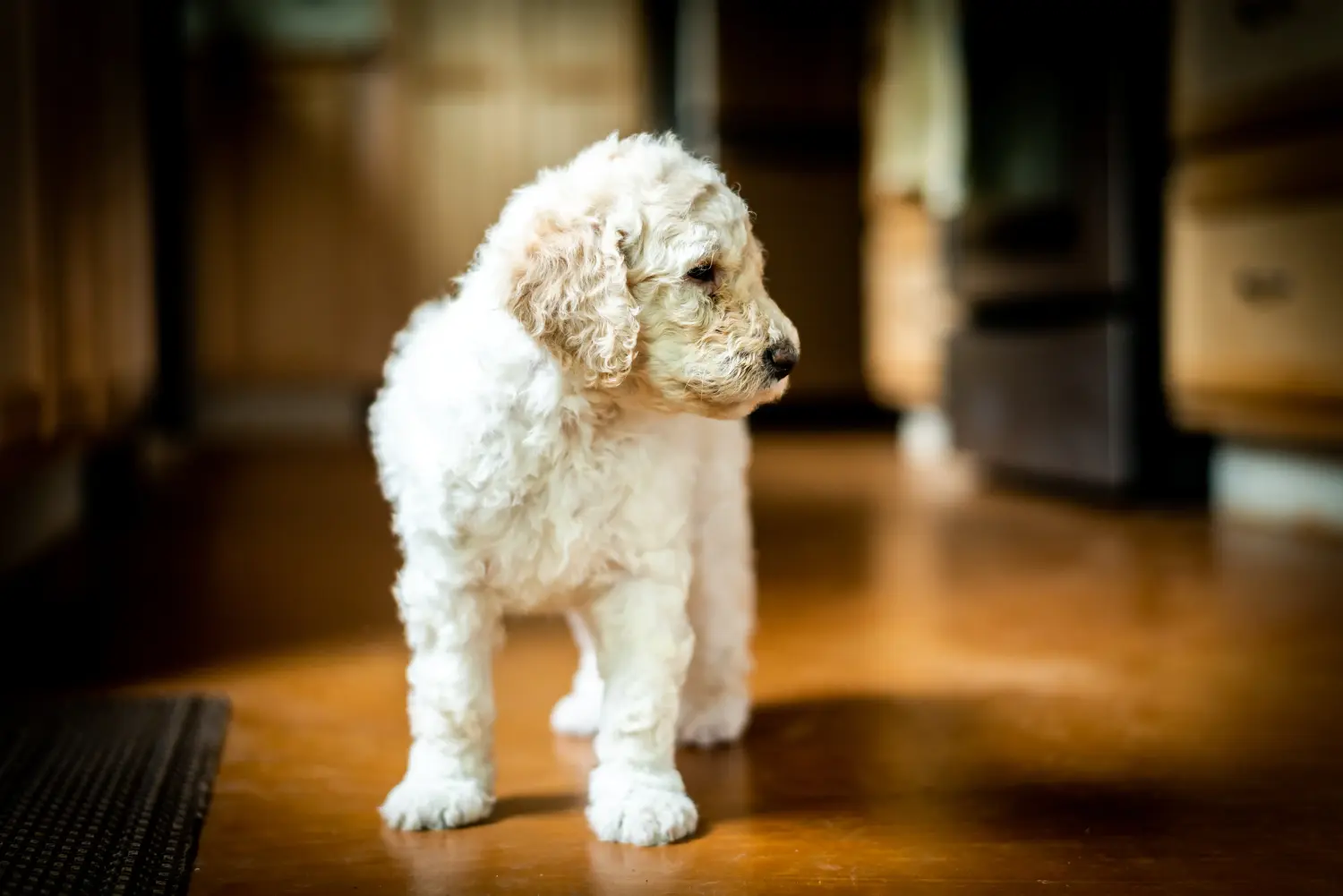 Kupno szczeniaka Labradoodle oznacza wzięcie na siebie odpowiedzialności! Kup szczenięta Labradoodle.