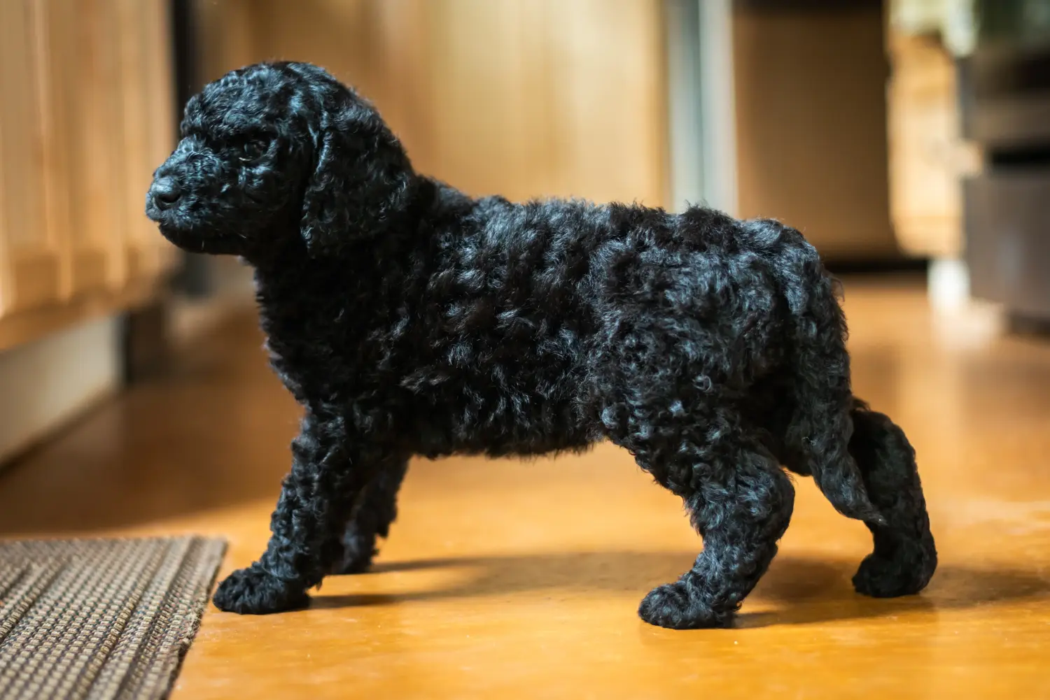 Kupno szczeniaka Labradoodle oznacza wzięcie na siebie odpowiedzialności! Kup szczenięta Labradoodle.
