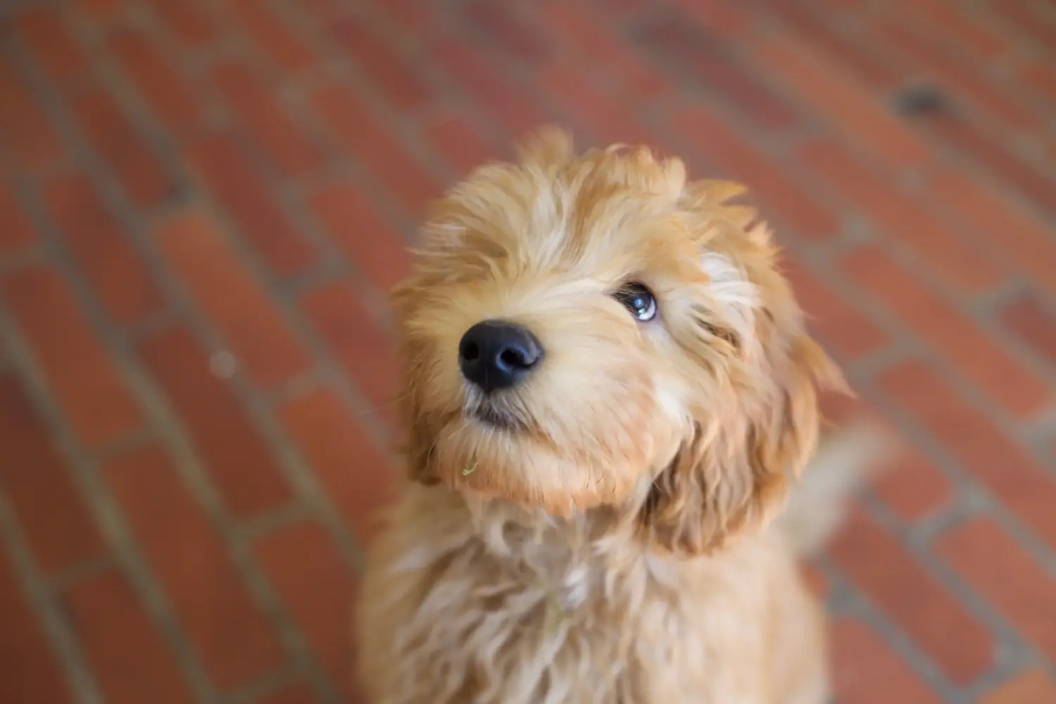 Kupno szczeniaka Labradoodle oznacza wzięcie na siebie odpowiedzialności! Kup szczenięta Labradoodle.