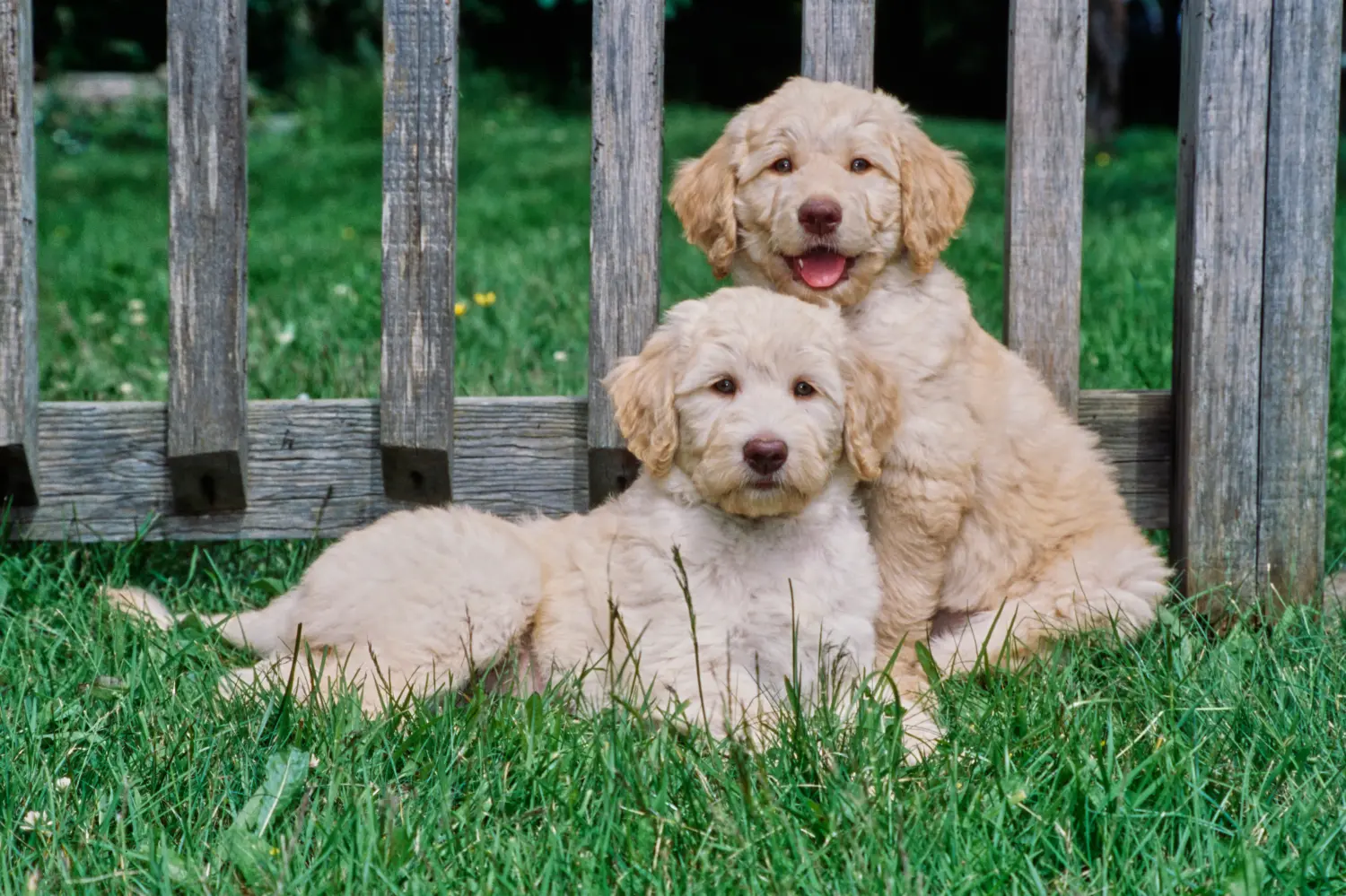 Kupno szczeniaka Labradoodle oznacza wzięcie na siebie odpowiedzialności! Kup szczenięta Labradoodle.