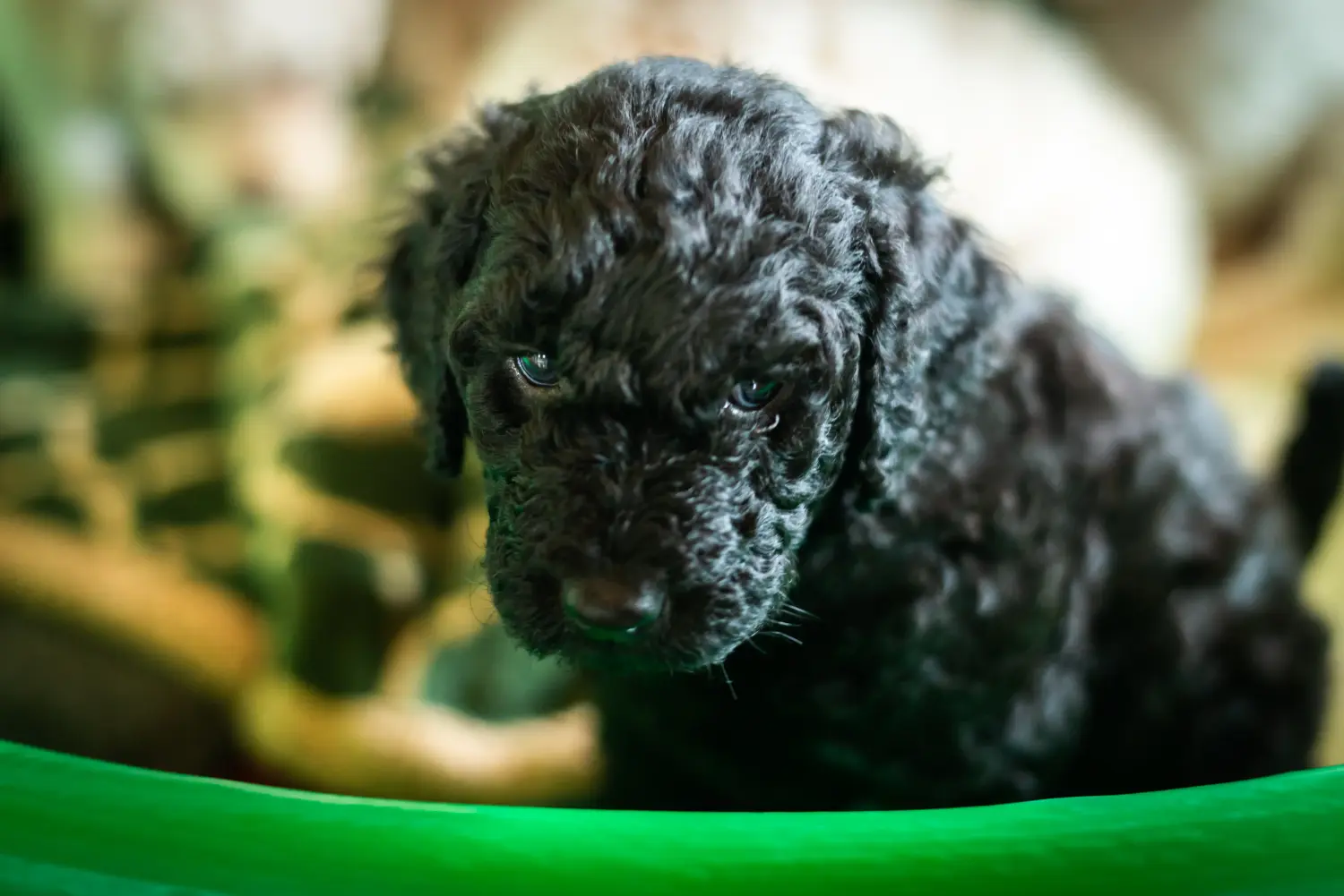Kupno szczeniaka Labradoodle oznacza wzięcie na siebie odpowiedzialności! Kup szczenięta Labradoodle.